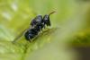 339273 – Photo : Philippe Vanmeerbeeck – Belgique
